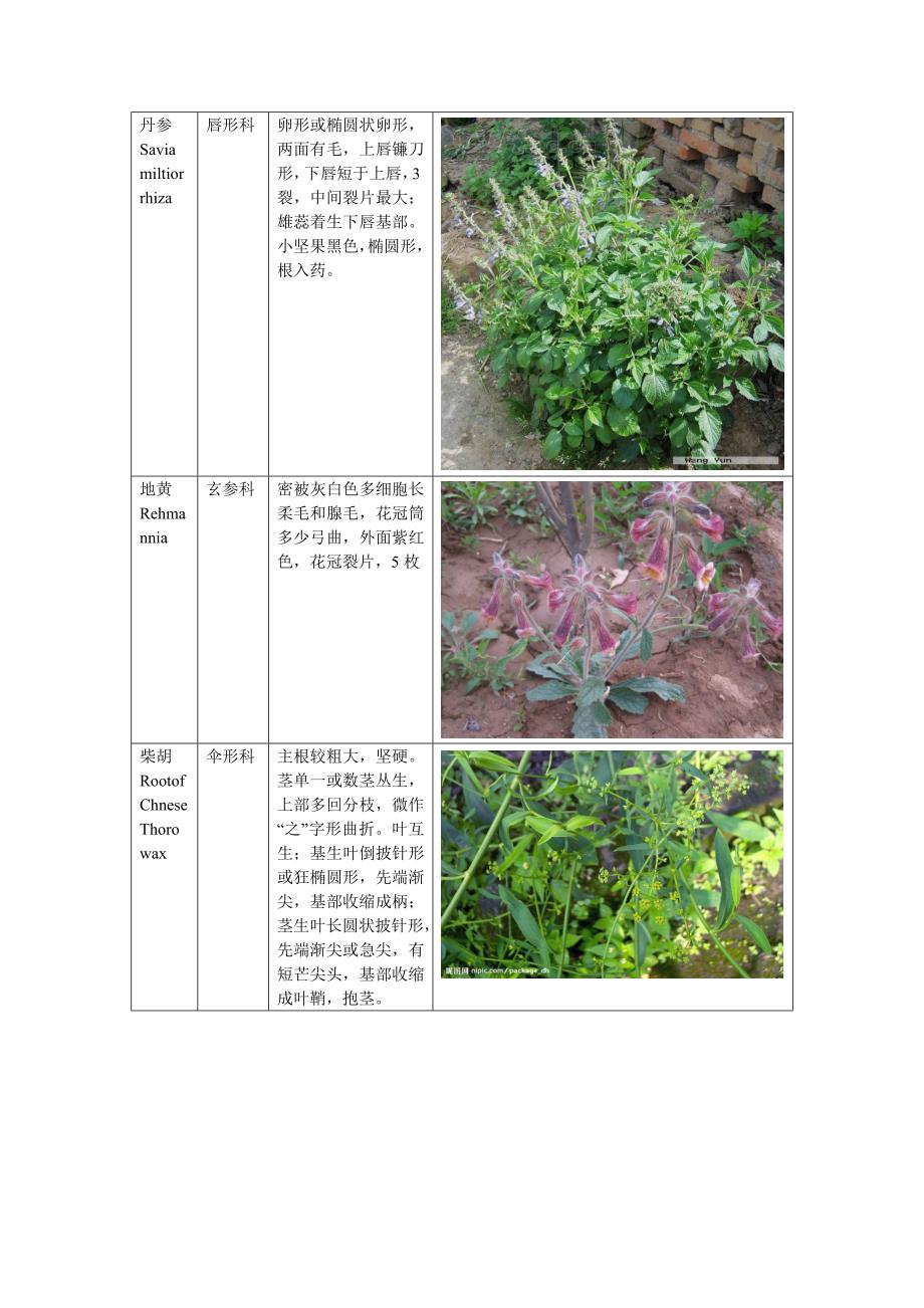 植物分类(图片+文字)_第2页