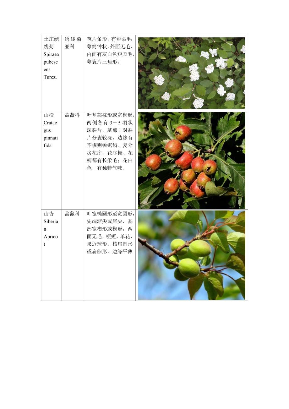 植物分类(图片+文字)_第4页