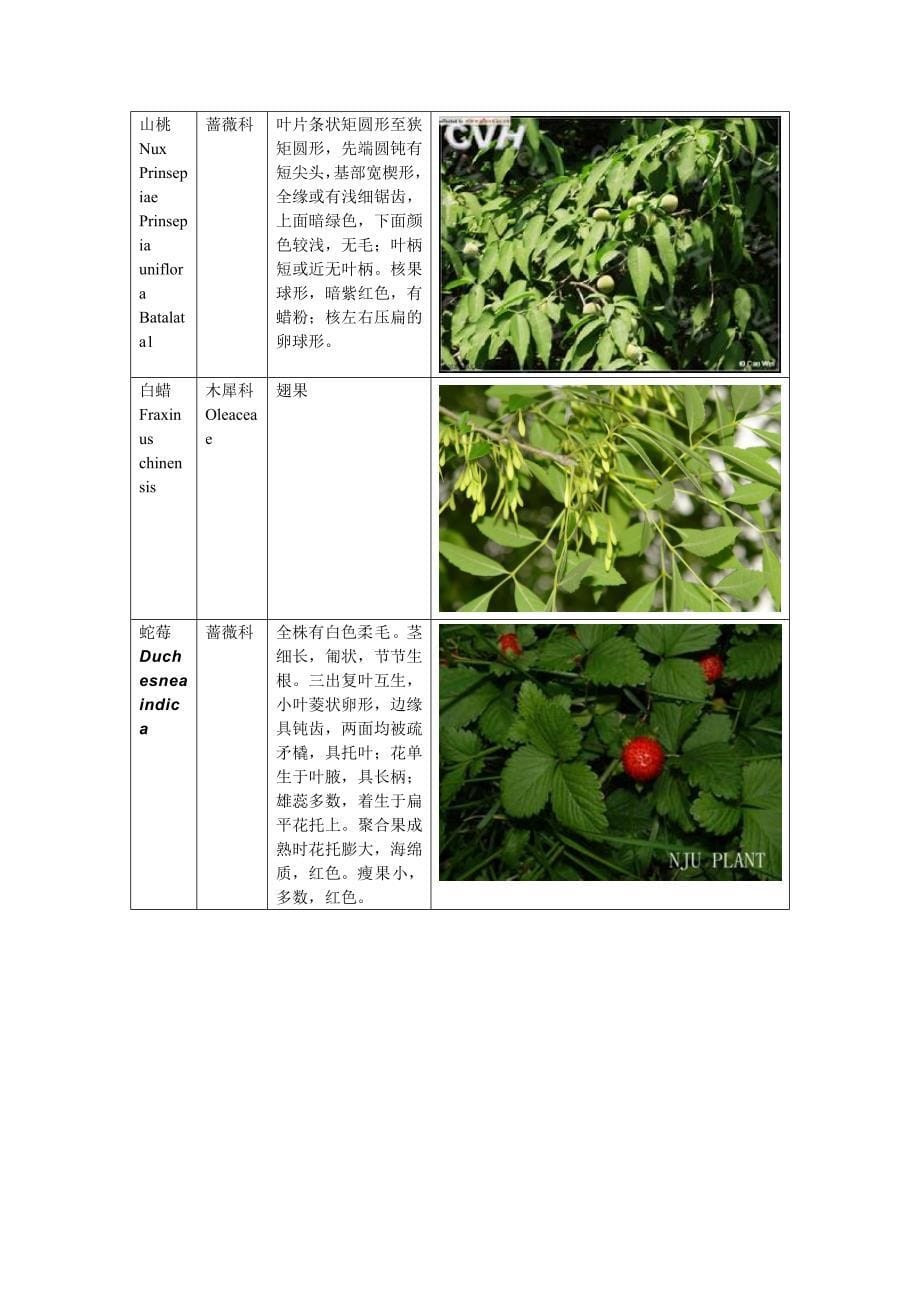 植物分类(图片+文字)_第5页