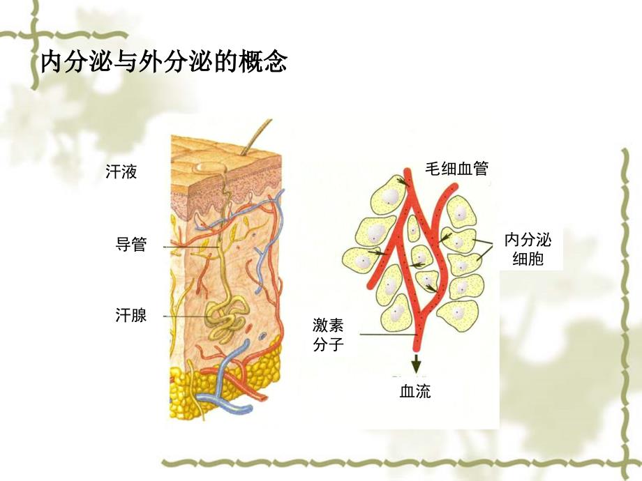 内分泌第十篇内分泌0章节_第3页