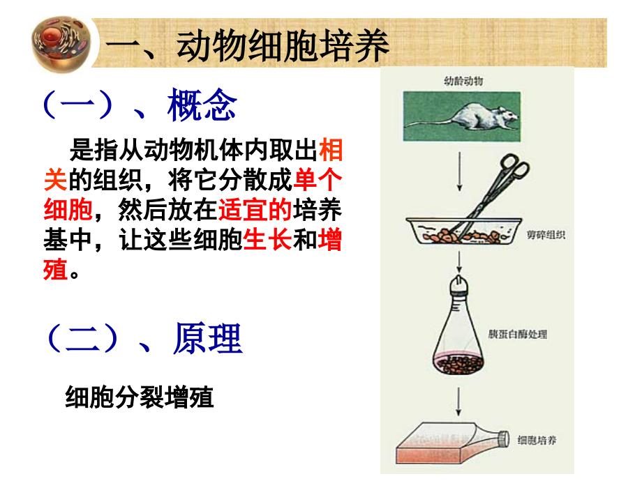 动物细胞培养和核移植技术-(2)_第4页