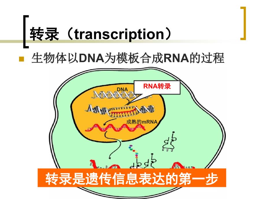 生物化学与分子生物学第十六章RNA的生物合成(转录)_第3页
