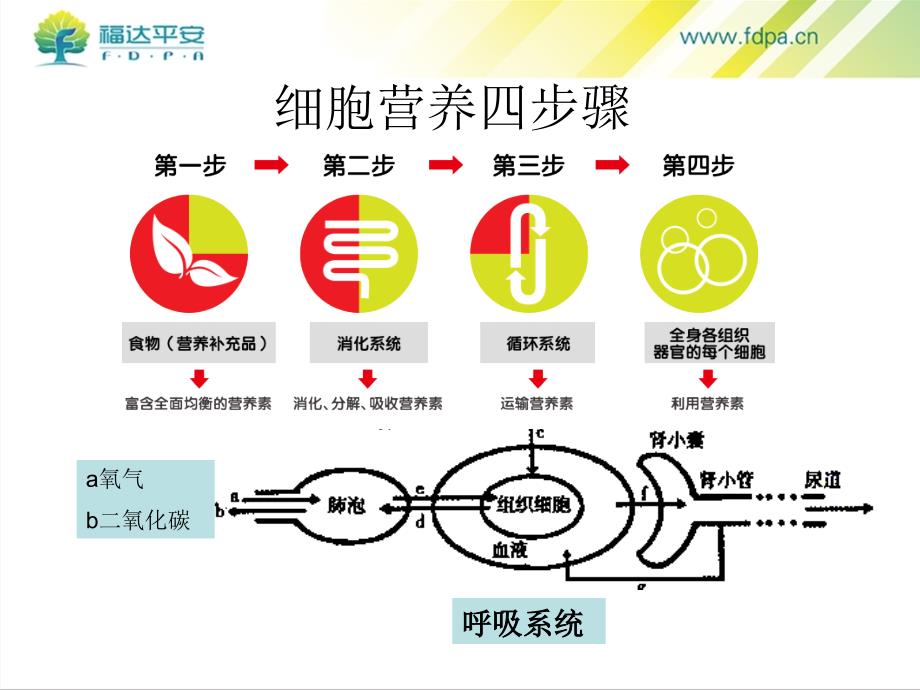 福达平fdp(1,6二磷酸果糖)+辅酶q10——福达平安_第4页