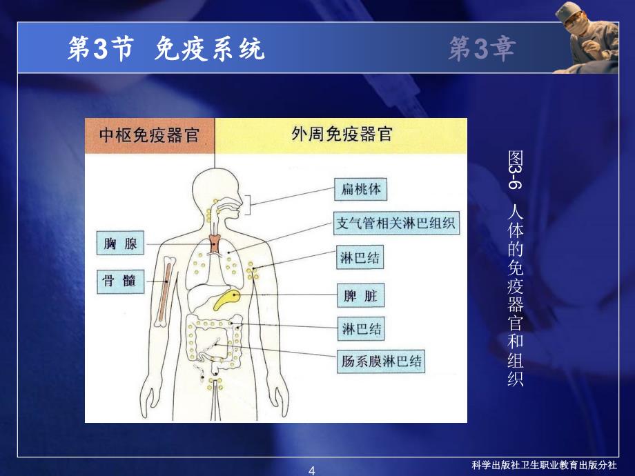 免疫学基础：免疫系统_第4页