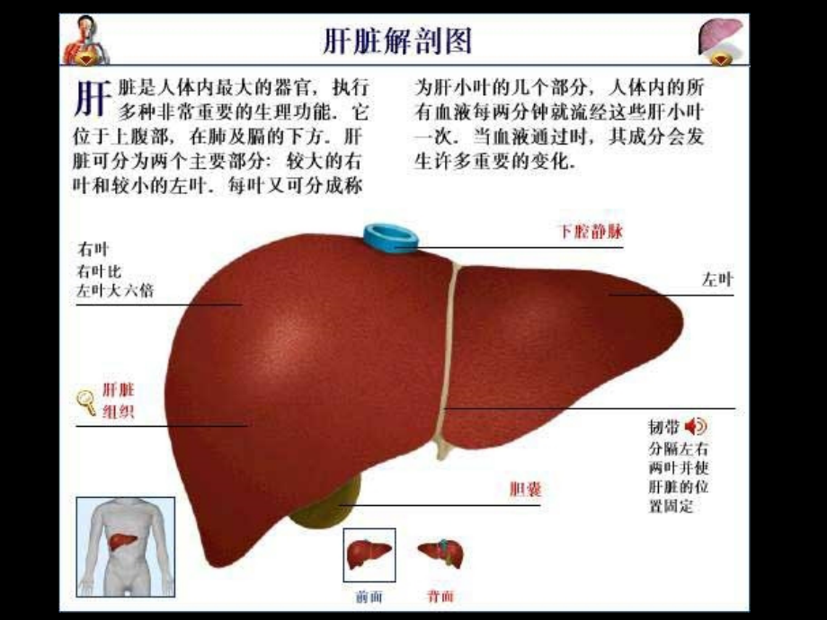 病毒性肝炎预防和治疗_上海肝炎治疗医院_第3页