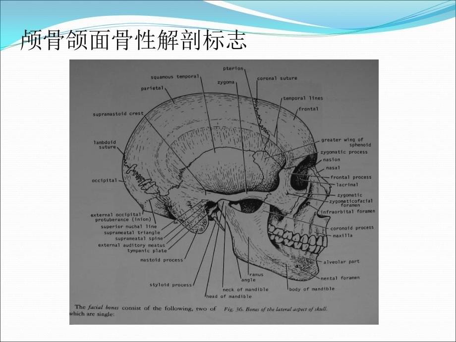 神经外科手术定位_图文_第5页