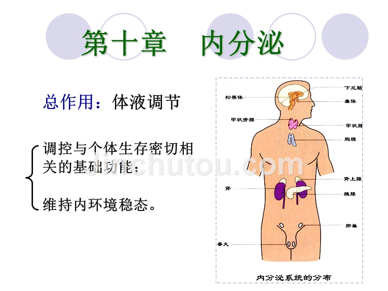生理学第十章内分泌_第1页