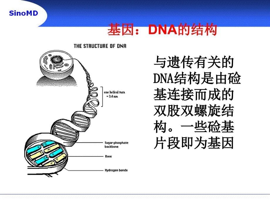 分子诊断与精准医疗_图文_第5页