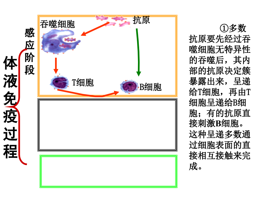 高一生物人体的稳态_第4页