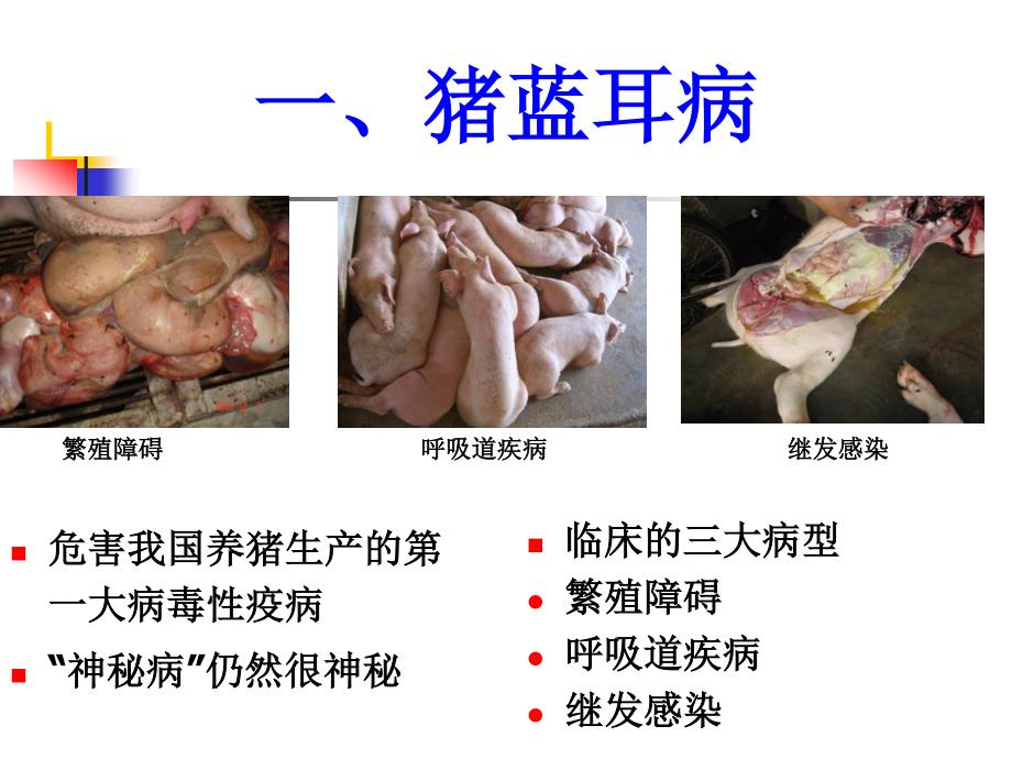 我国生猪生产中主要疾病困扰和解决办法_第3页