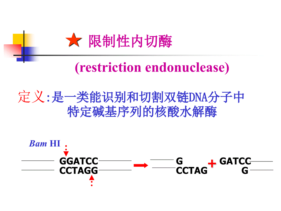 生物化学第14章基因工程及其在医学中的应用_第4页