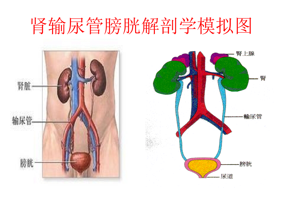 泌尿外科疾病知识及护理要点_图文_第4页