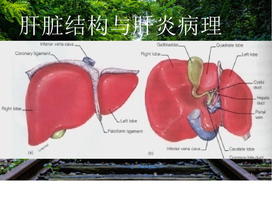 乙肝肝硬化诊疗_海口乙肝专科医院_第2页