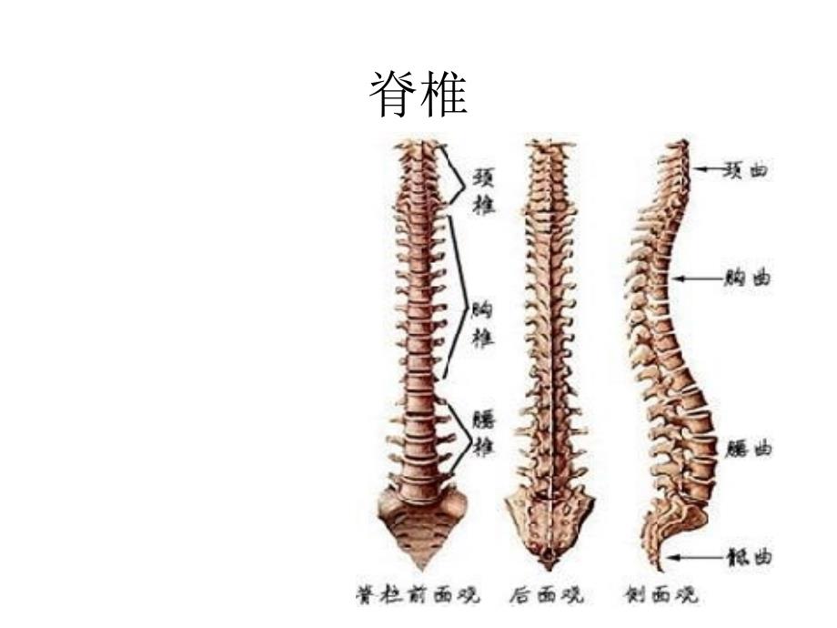 脊柱运动康复课程_第2页