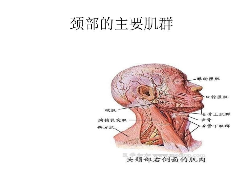 脊柱运动康复课程_第5页