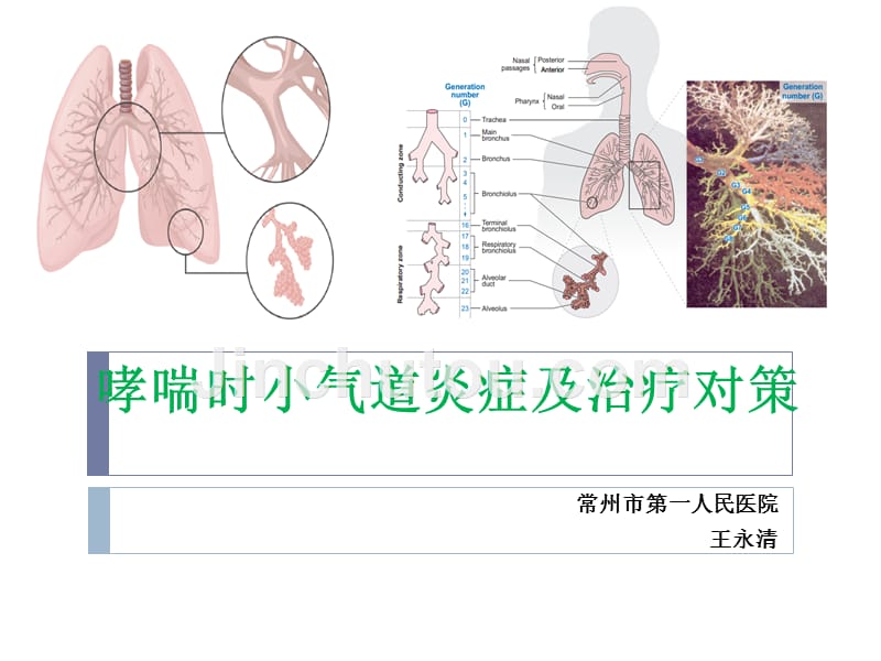 哮喘小气道炎症(科内稿)_第1页