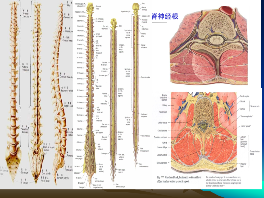 医学影像学第十八章中枢神经系统_第2页