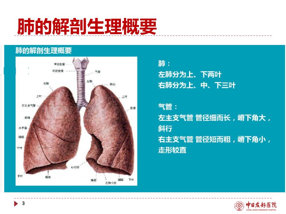 肺叶摘除护理查房_第3页