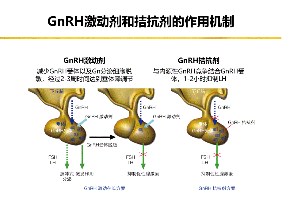 gnrh拮抗剂方案共识--刘义教授_第3页