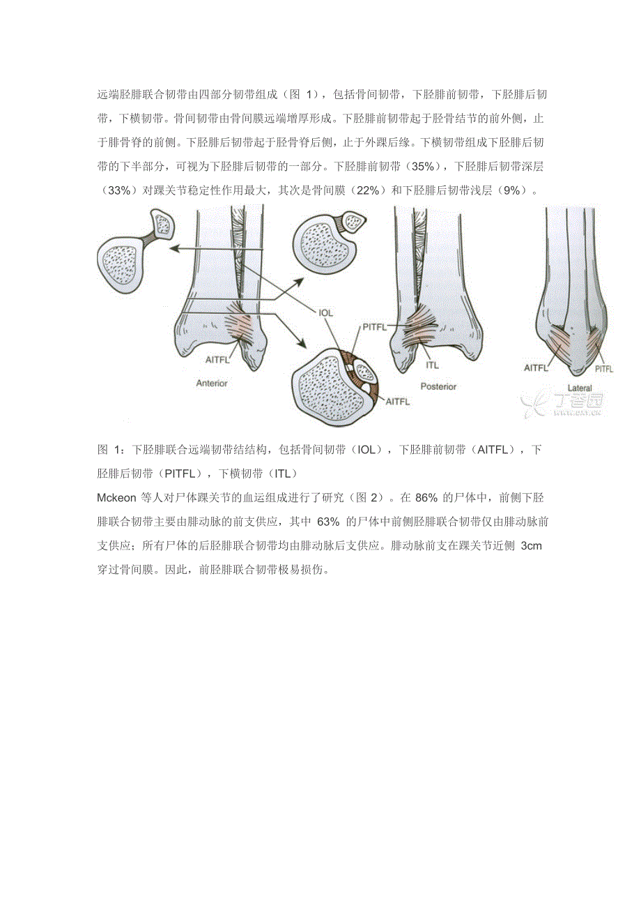 踝关节下胫腓联合韧带损伤_第2页