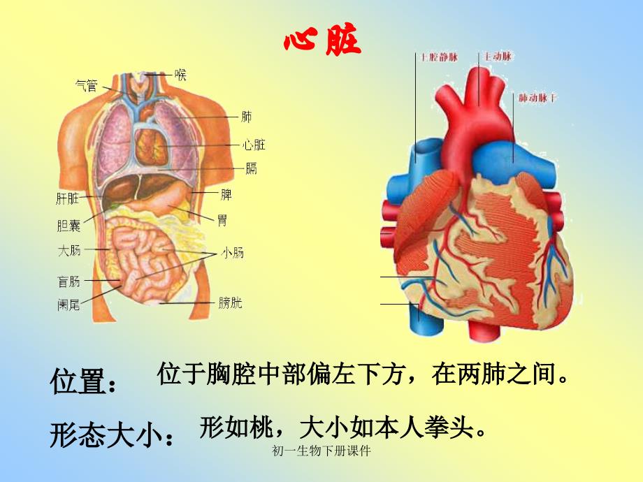 人教版初一七年级下册生物输送血液的泵——心脏P PT 课件_第3页