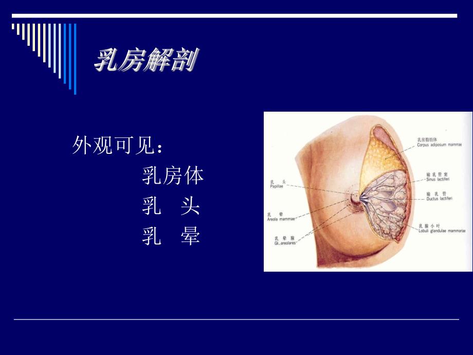 中医外科学-乳房 疾病 概述_第4页