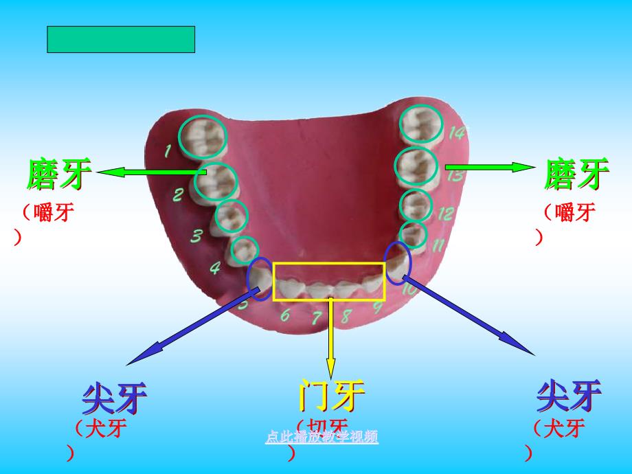 小学科学课件四年级上册口腔里的变化认识牙齿课件_第5页