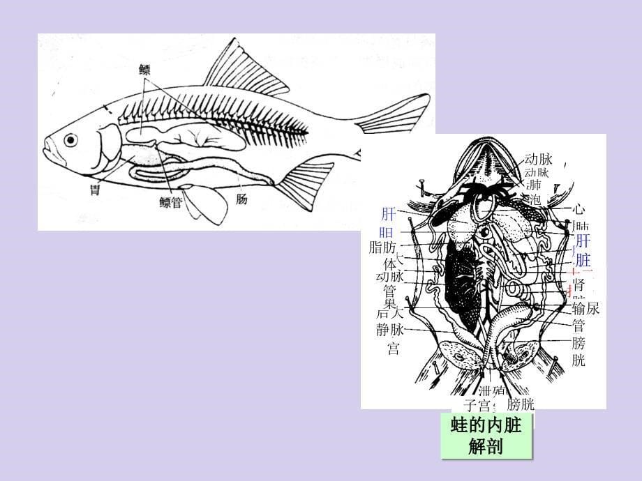 少儿生理卫生课件_第5页