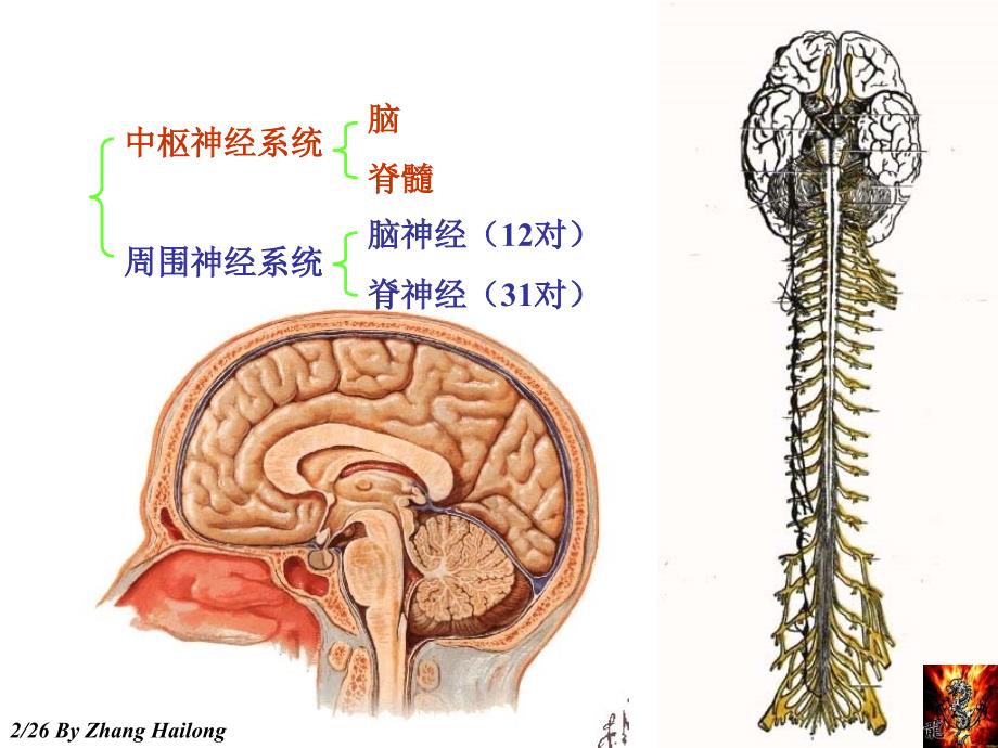 实验12脊髓脑干外形_第2页