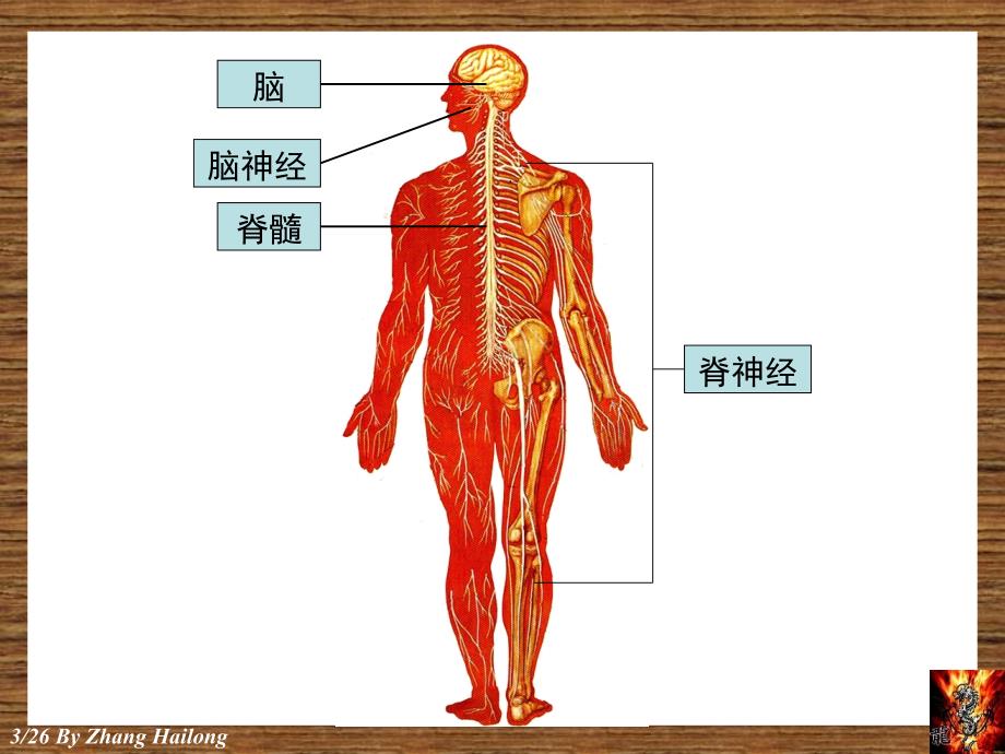 实验12脊髓脑干外形_第3页