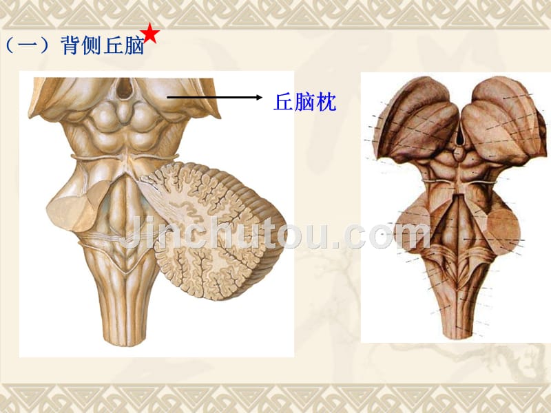 实验14.间脑端脑_第3页