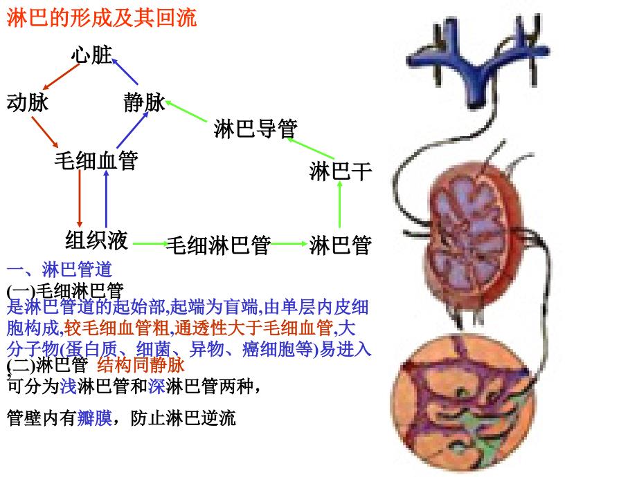 实验11淋巴系统视器_第4页