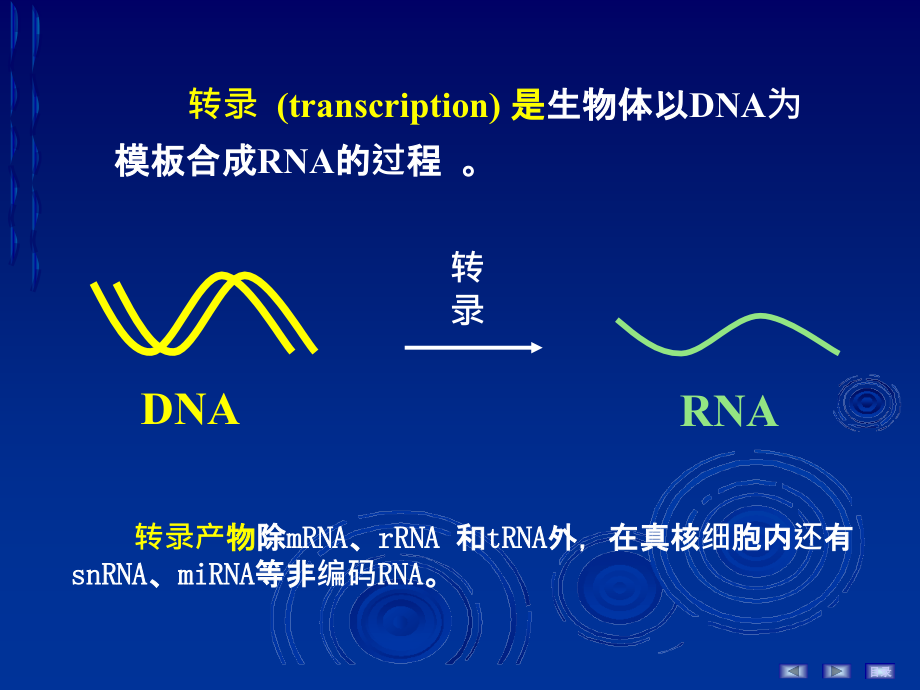 生物化学与分子生物学RNA的生物合成_第4页