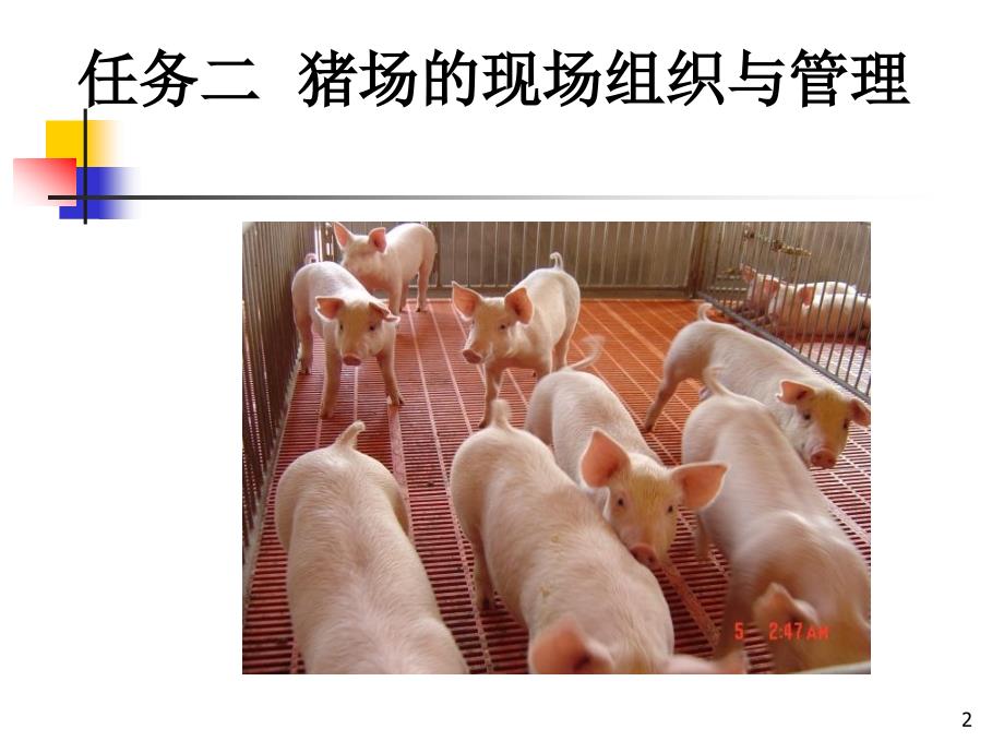 现代养猪生产_第2页