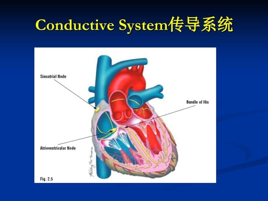 外科学心脏外科概论_第5页