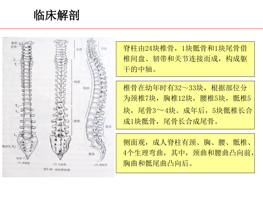 摄影位置学脊柱、腹部和盆腔摄影位置_第3页