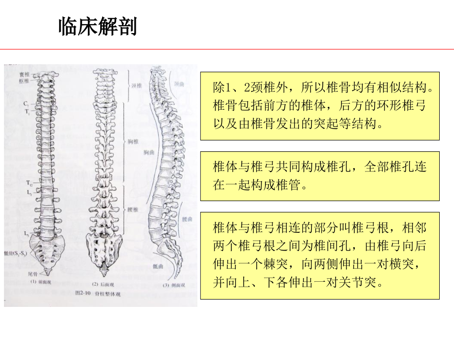 摄影位置学脊柱、腹部和盆腔摄影位置_第4页