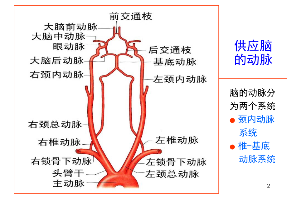 外周动脉解 剖简 明图_第2页