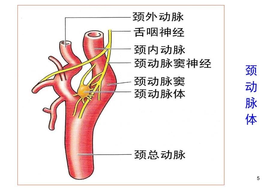 外周动脉解 剖简 明图_第5页