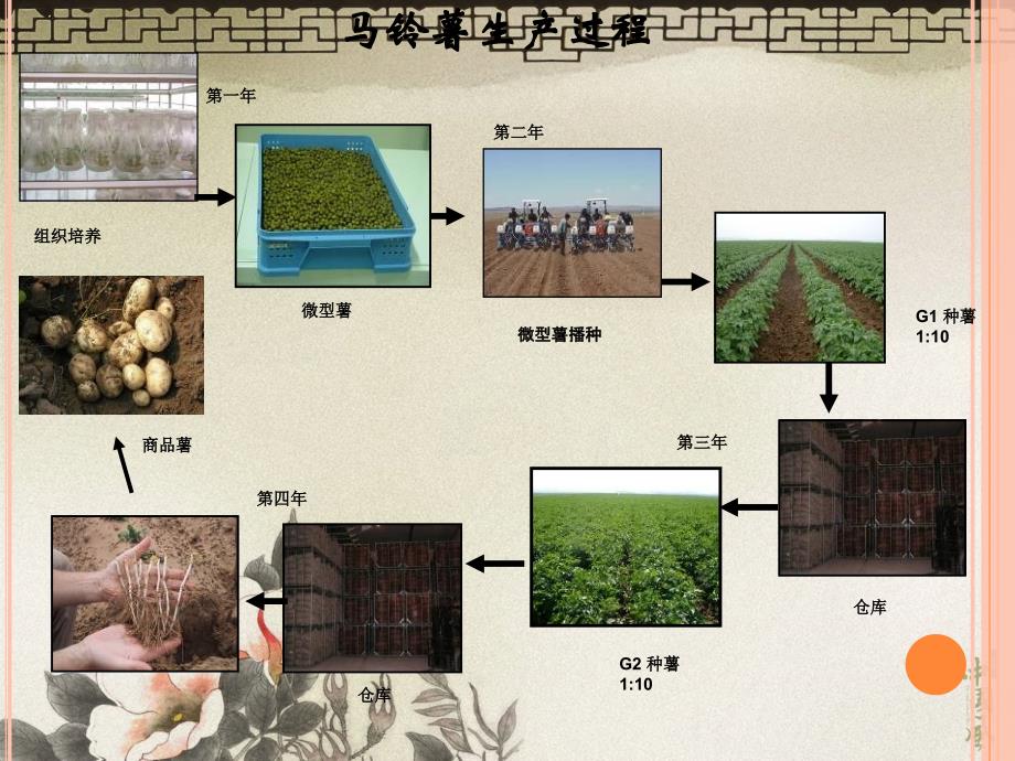 马铃薯高产栽培技术定稿_第3页