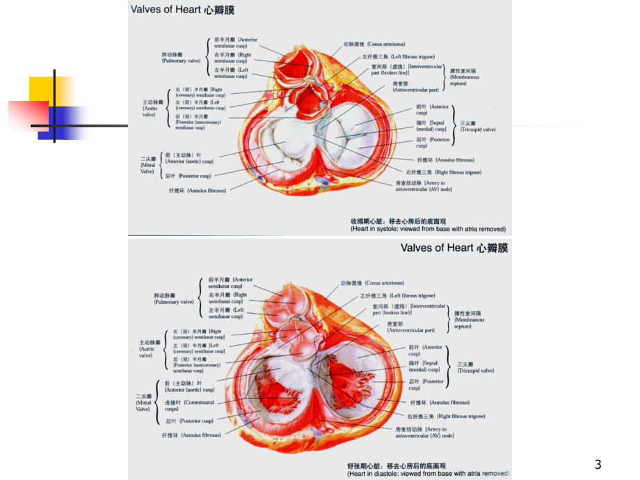 内科学之心脏瓣膜病_第3页