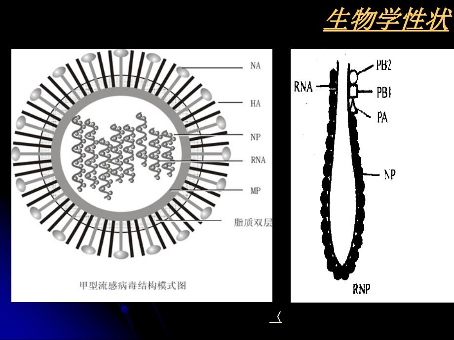 微生物与免疫学专科课件26章呼吸道病毒_第4页