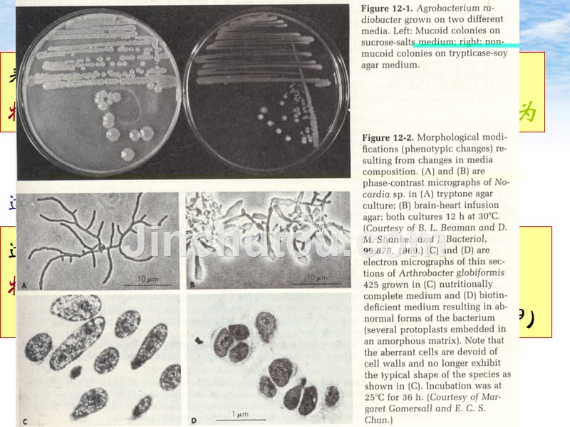 微生物课件7遗传变异育种_第4页