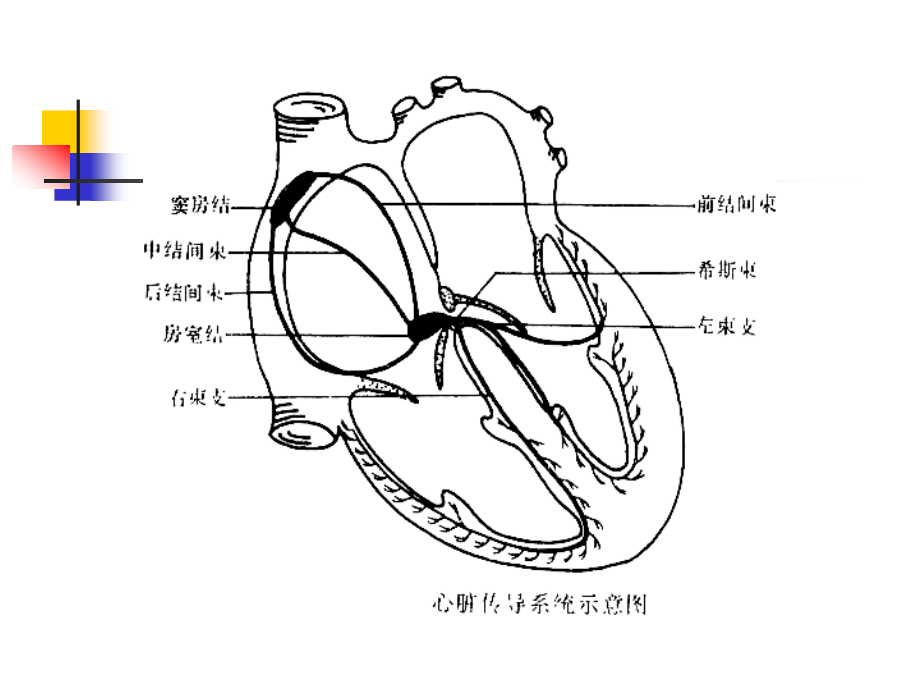 循环系统疾病第三章心律失常_第4页