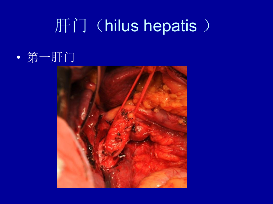 外科学肝脏疾病(THE LIVER)_第3页