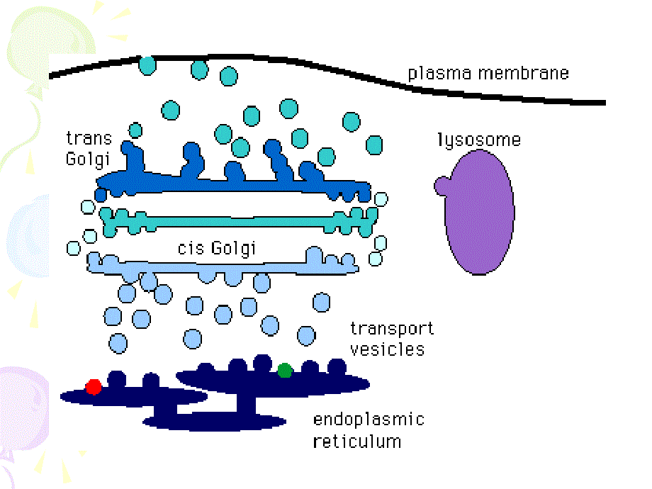 细胞生物学细胞内膜系统与囊泡转运_第3页