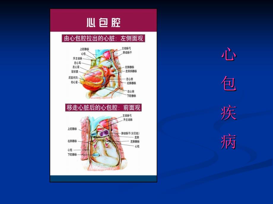 医专心包疾病(0.5学时)_第2页