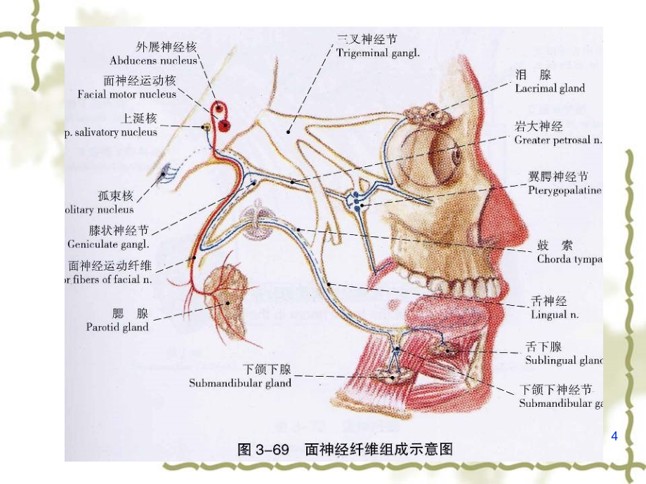 周围性面 神经 麻痹_第4页