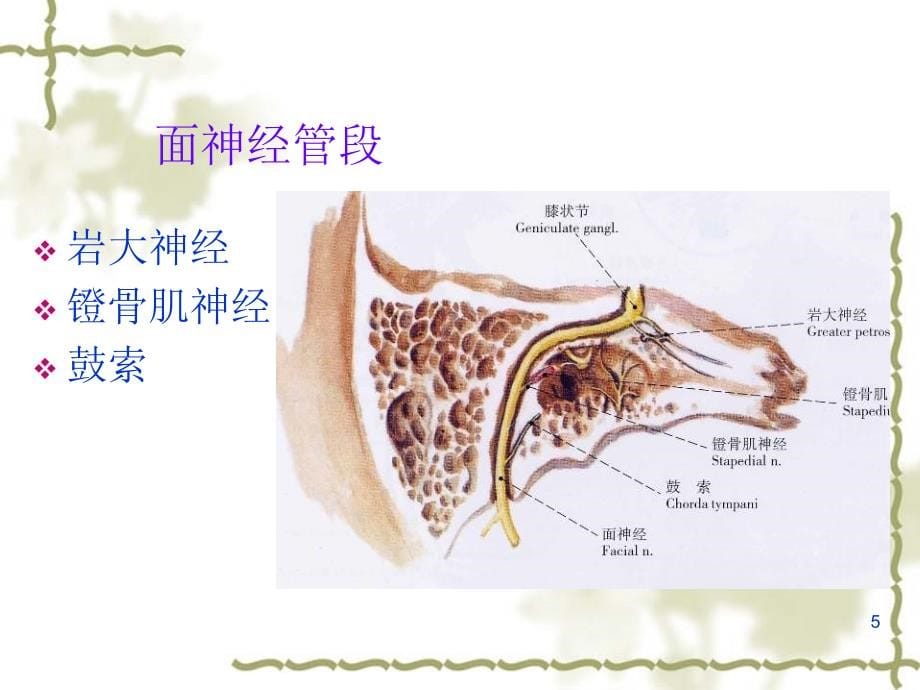 周围性面 神经 麻痹_第5页