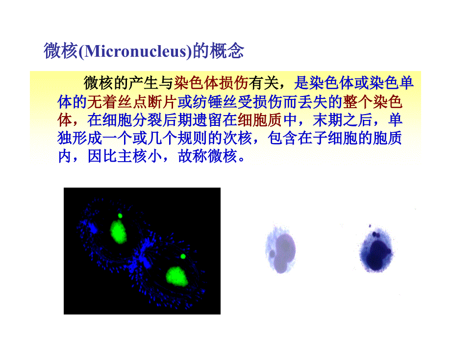 毒理学实验三小鼠骨髓细胞微核试验_第2页